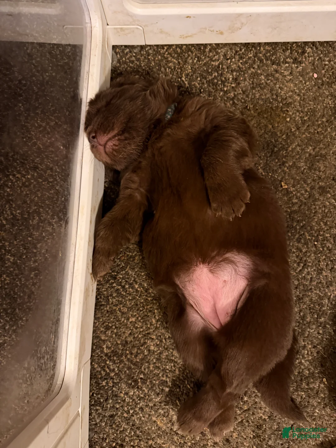 Newfoundland dogs for sale: Newfoundland Puppy 2 Hera - Ad 1