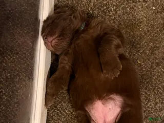 Newfoundland dogs Newfoundland Puppy 2 Hera - Ad 18