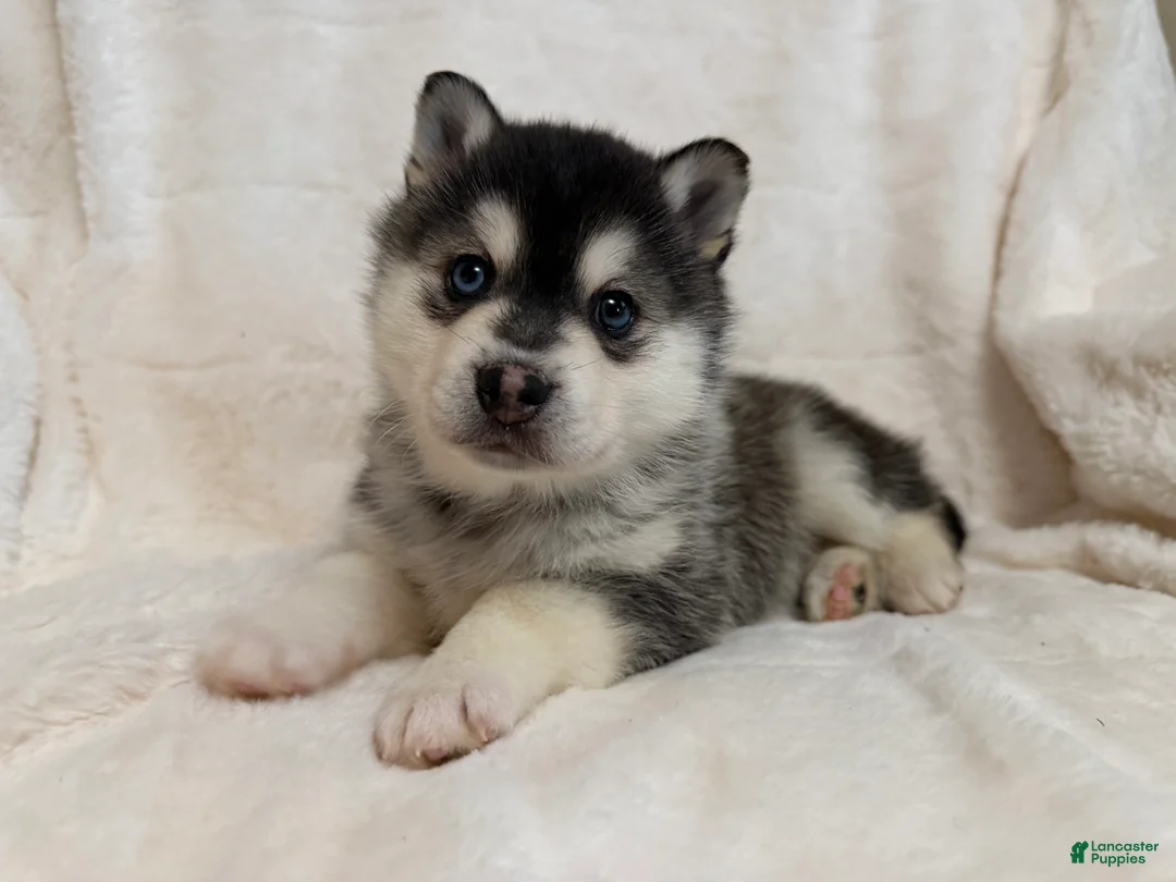 Alaskan Klee Kai dogs for sale: Balto  - Ad 3
