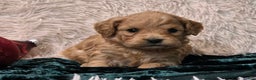 Mini Goldendoodle dogs for sale: Jaxon - Ad 2