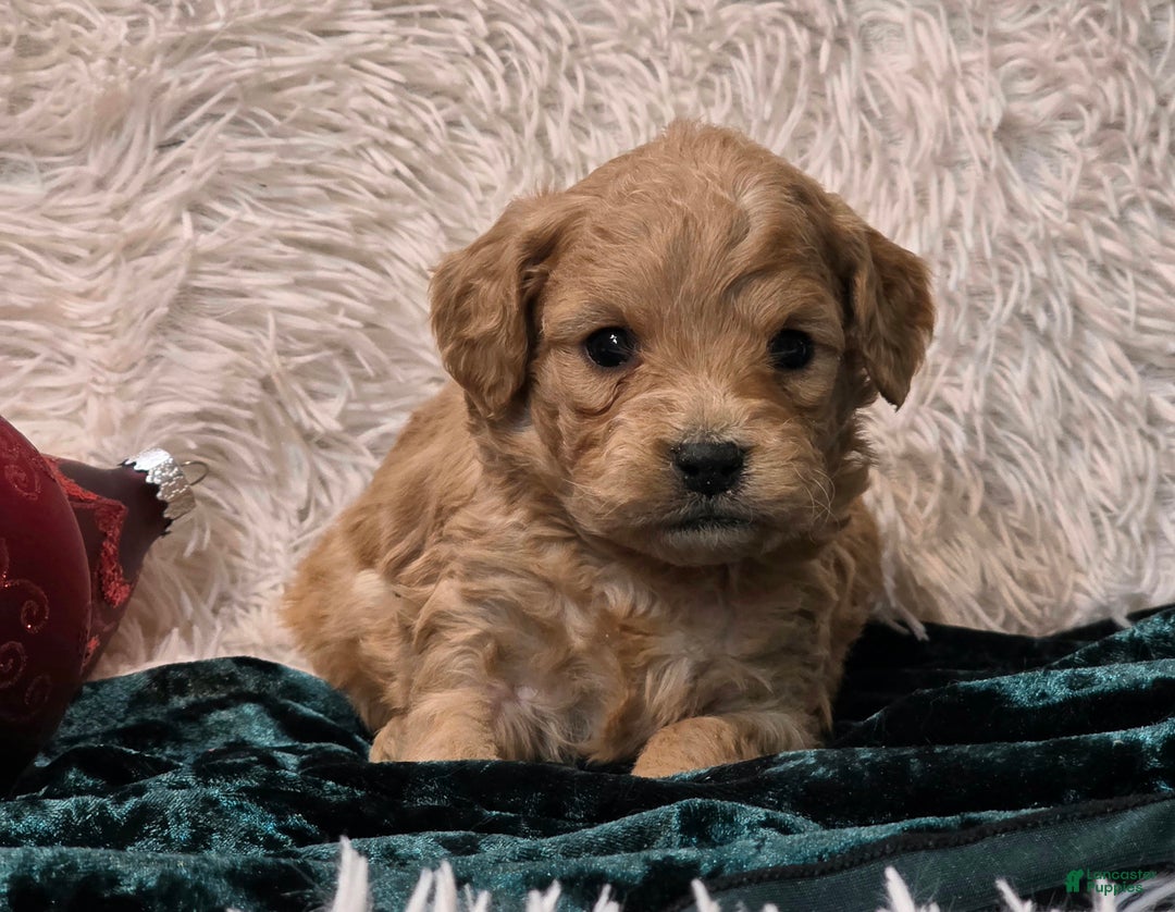 Mini Goldendoodle dogs for sale: Jaxon - Ad 2