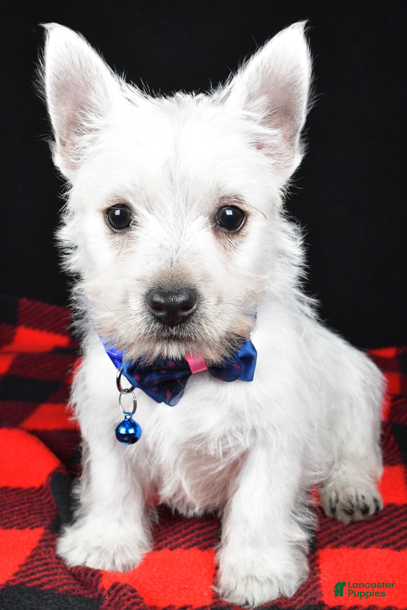 West Highland Terrier dogs Thomas - Ad 2