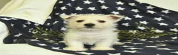 West Highland Terrier dogs for sale: Lucky  - Ad 3