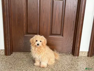 Maltipoo dogs Wyman - Ad 18