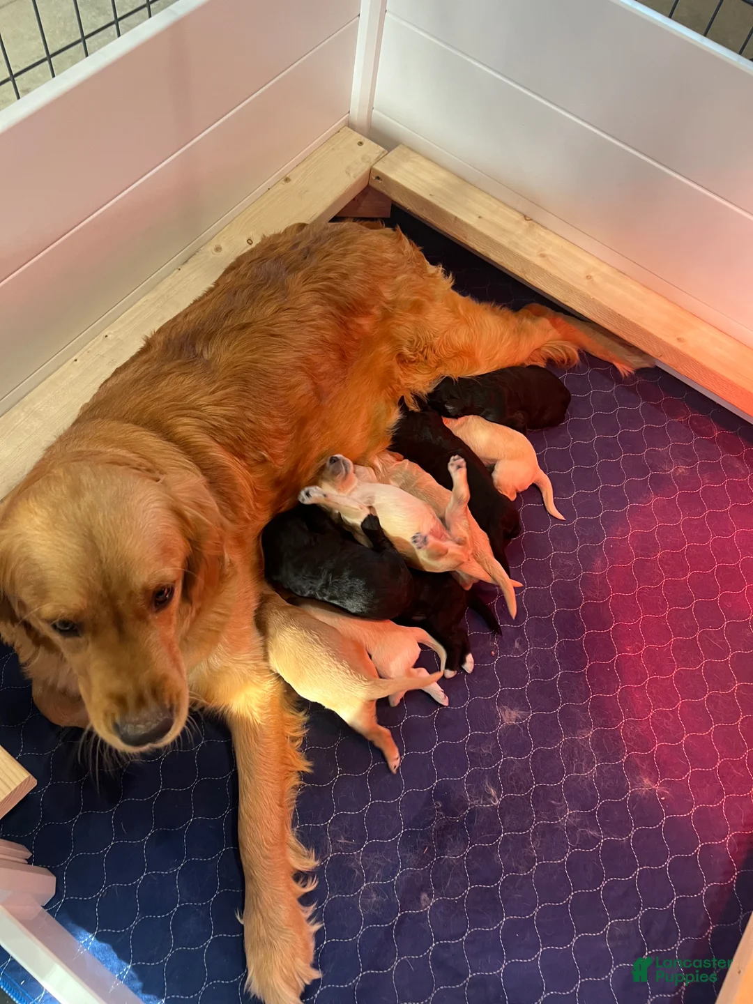 Goldendoodle dogs for sale: Velvet  - Ad 2