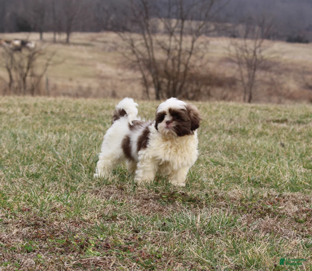 Shih Tzu dogs for sale: Erinie - Ad 1