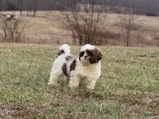 Shih Tzu dogs Erinie - Ad 1