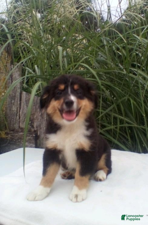 Miniature Australian Shepherd dogs Princess - Ad 1