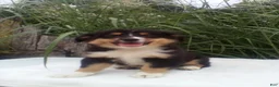 Miniature Australian Shepherd dogs for sale: Princess - Ad 1
