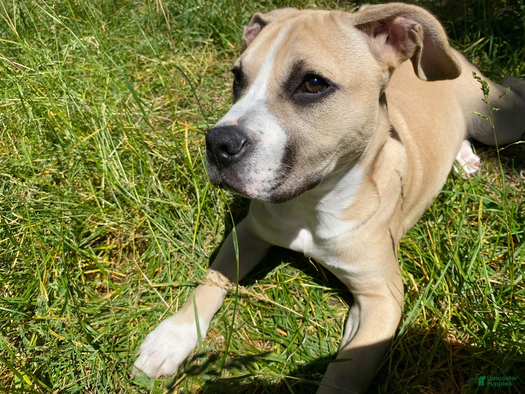 Mixed Breed dogs for sale: Spot - Ad 1