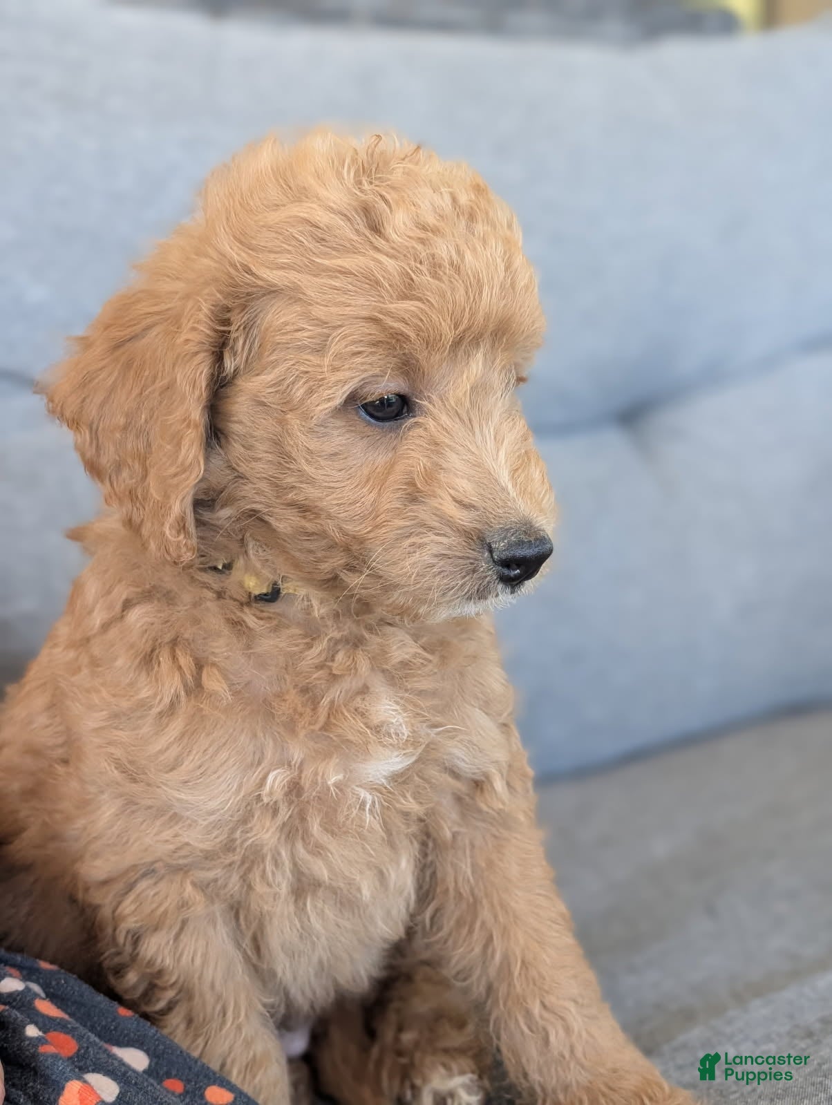 Mini Goldendoodle dogs Mini Goldendoodle Male - Ad 2