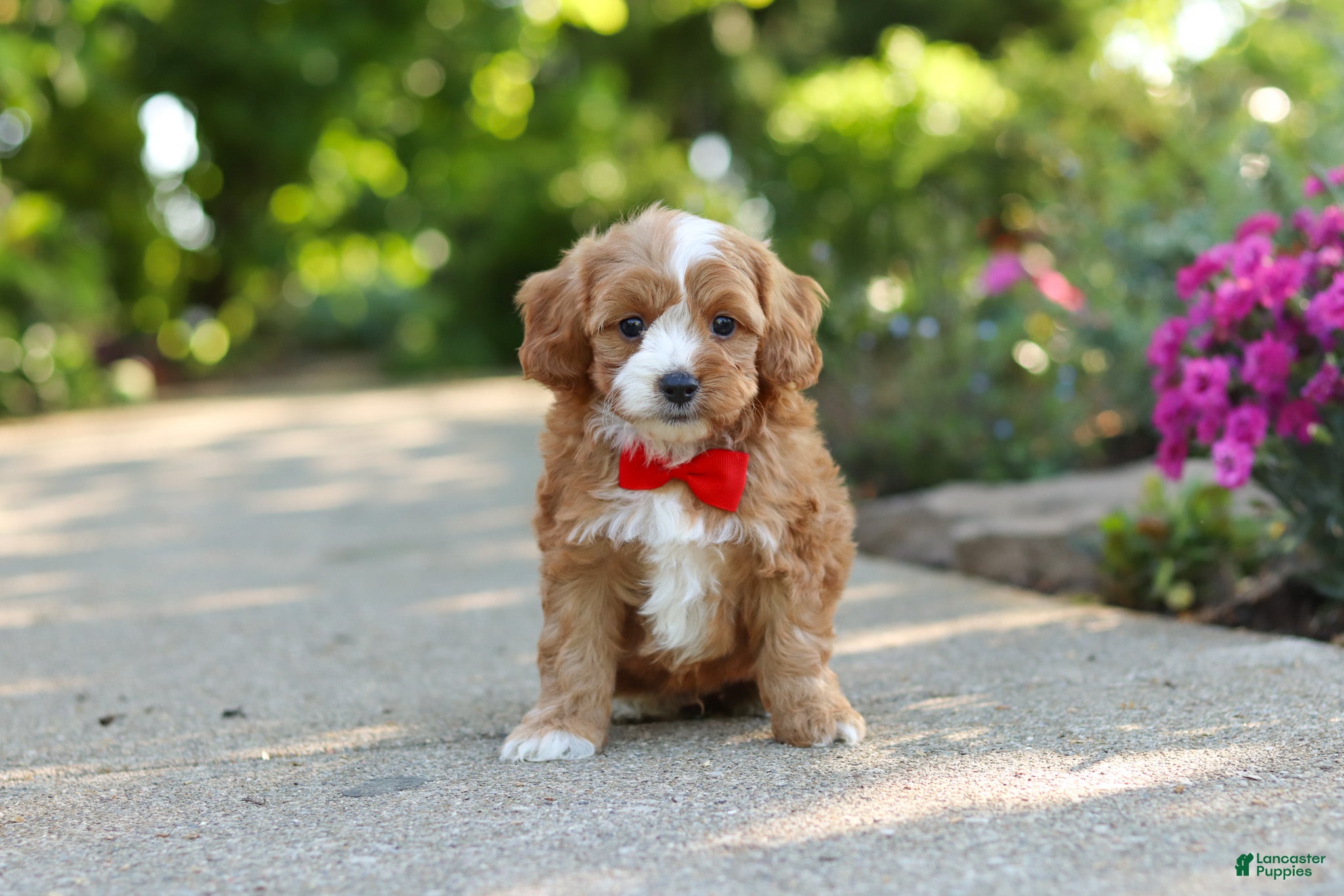 Cavapoo dogs for sale: Harley - Ad 8
