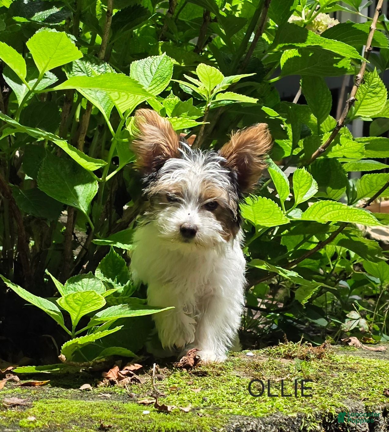 Yorkshire Terrier dogs Oliver - Ad 2