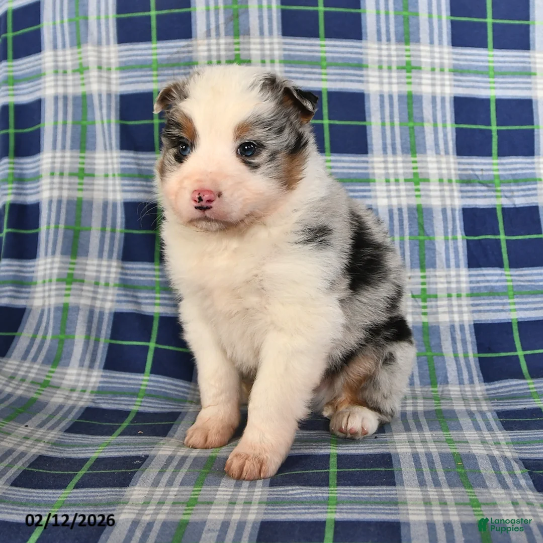 Australian Shepherd dogs for sale: Flint - Ad 4