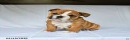 English Bulldog dogs for sale: Harper - Ad 3
