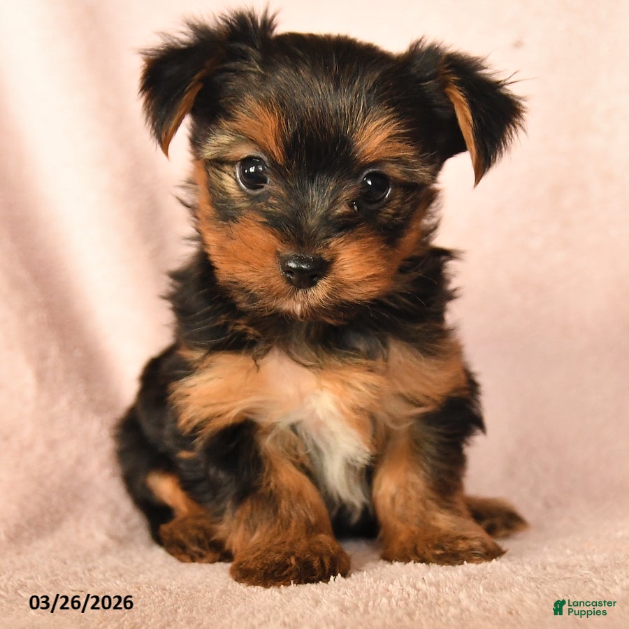 Yorkshire Terrier dogs Penelope - Ad 2