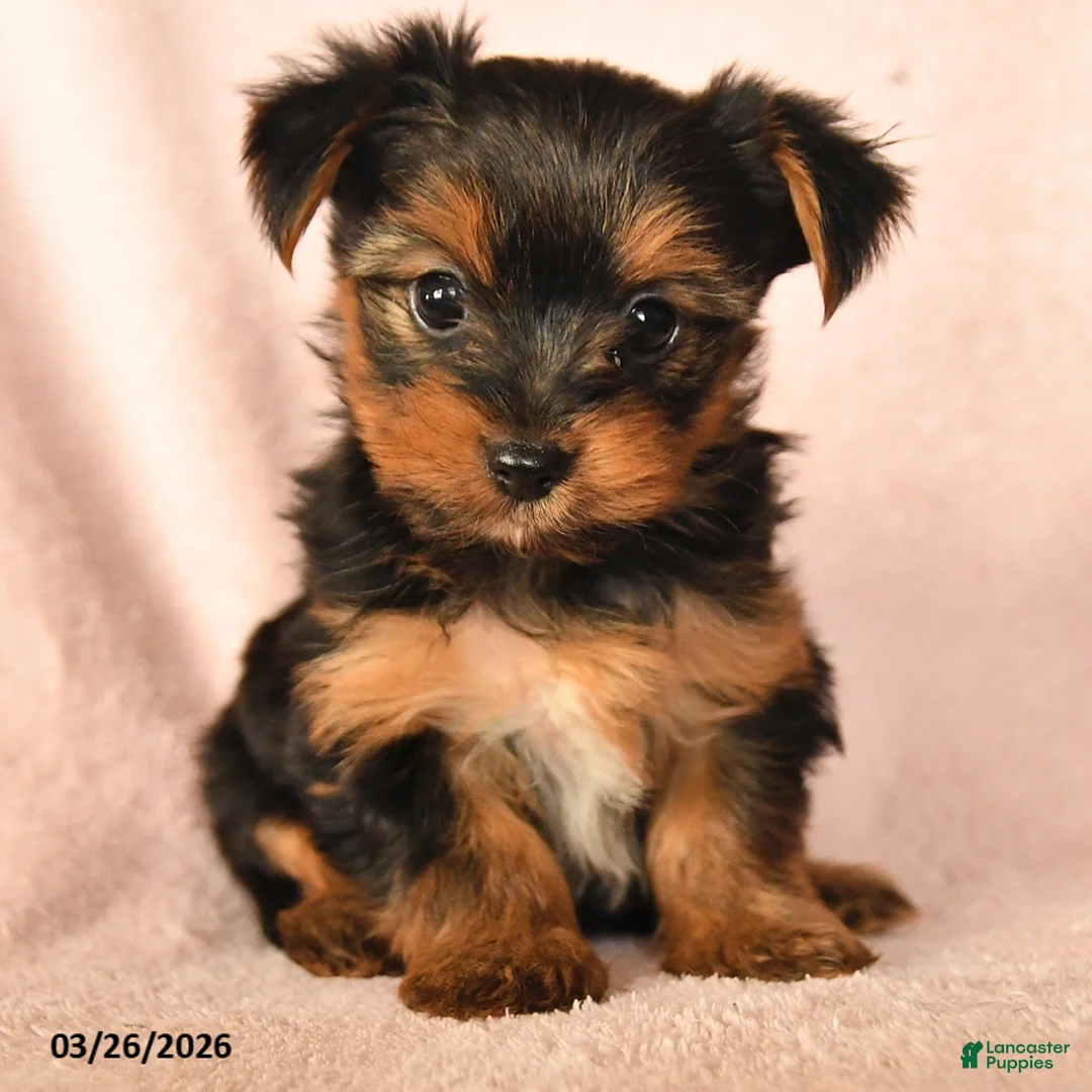 Yorkshire Terrier dogs for sale: Penelope - Ad 2