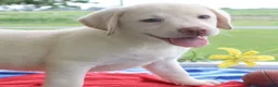 Labrador Retriever dogs for sale: Sadie Champ lines - Ad 2