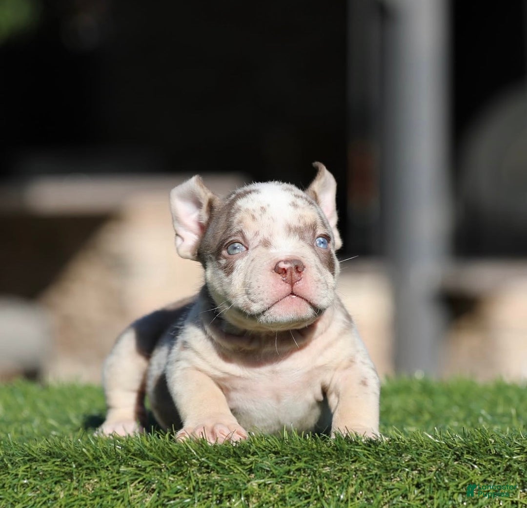 American Bully dogs for sale: American Bully Puppy 3 - Ad 2