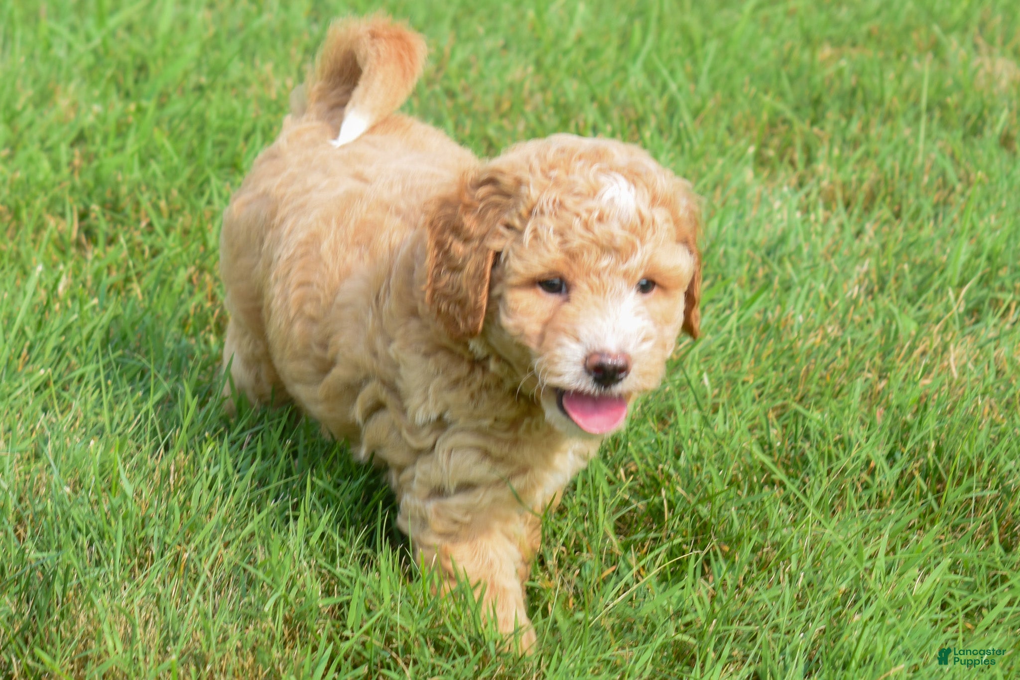 Maltipoo dogs Stetson - Ad 2
