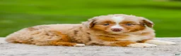 Miniature Australian Shepherd dogs for sale: Garret - Ad 2