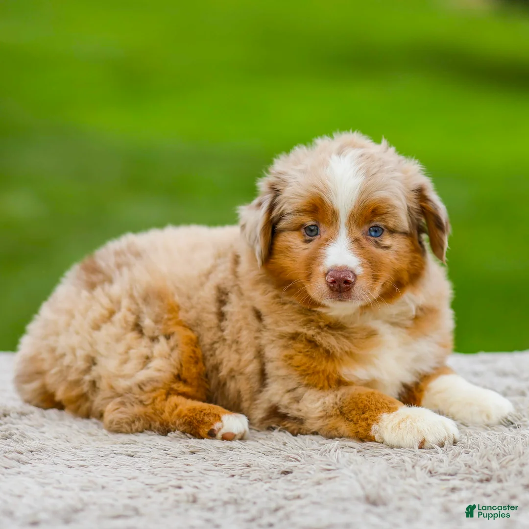 Miniature Australian Shepherd dogs for sale: Garret - Ad 2