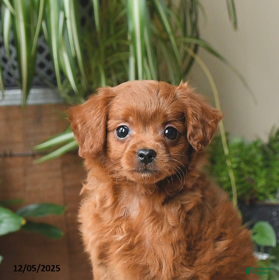 Cavapoo dogs for sale: Leo - Ad 5