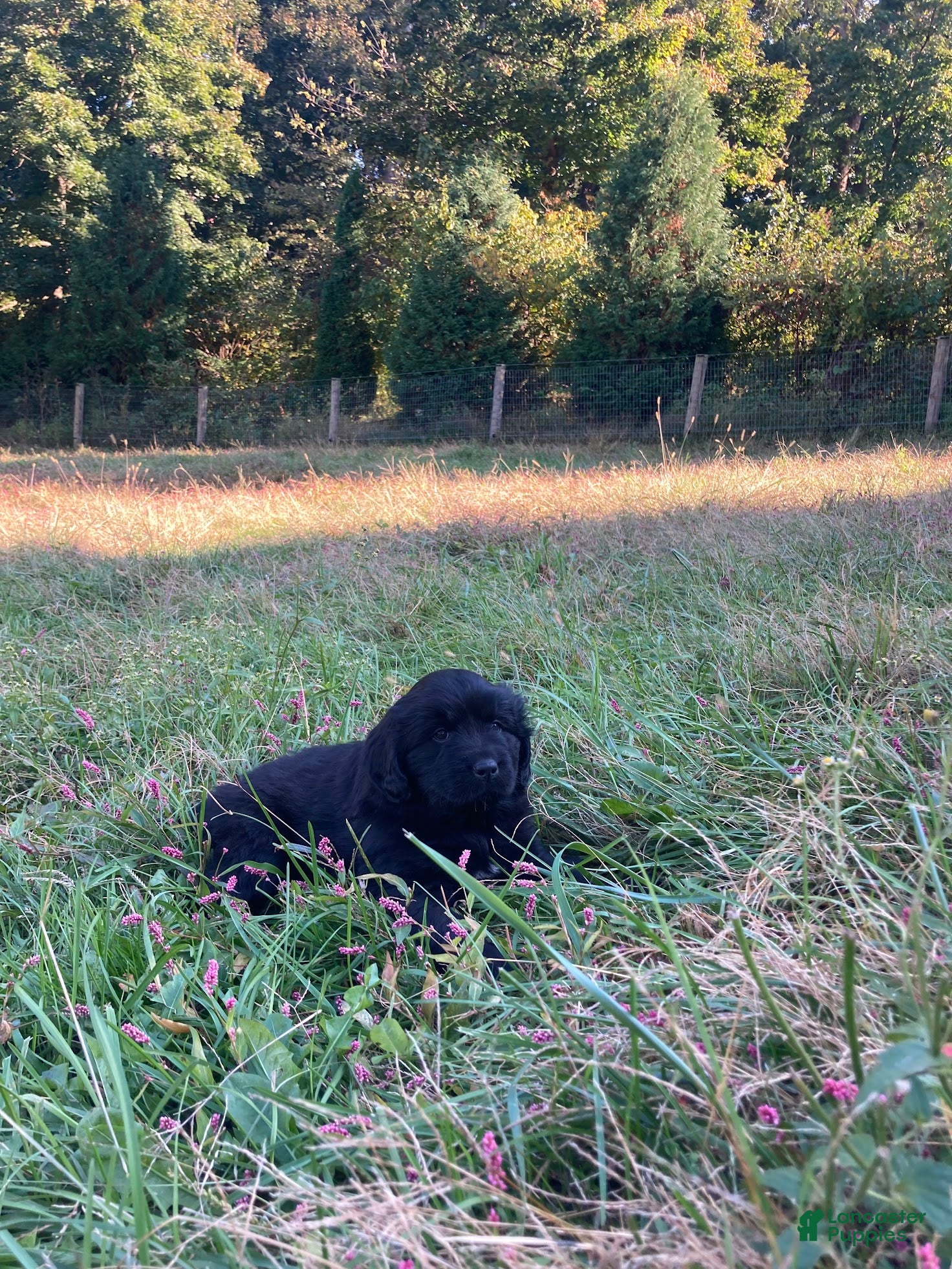Newfoundland dogs for sale: Snow - Ad 1