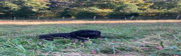 Newfoundland dogs for sale: Snow - Ad 1