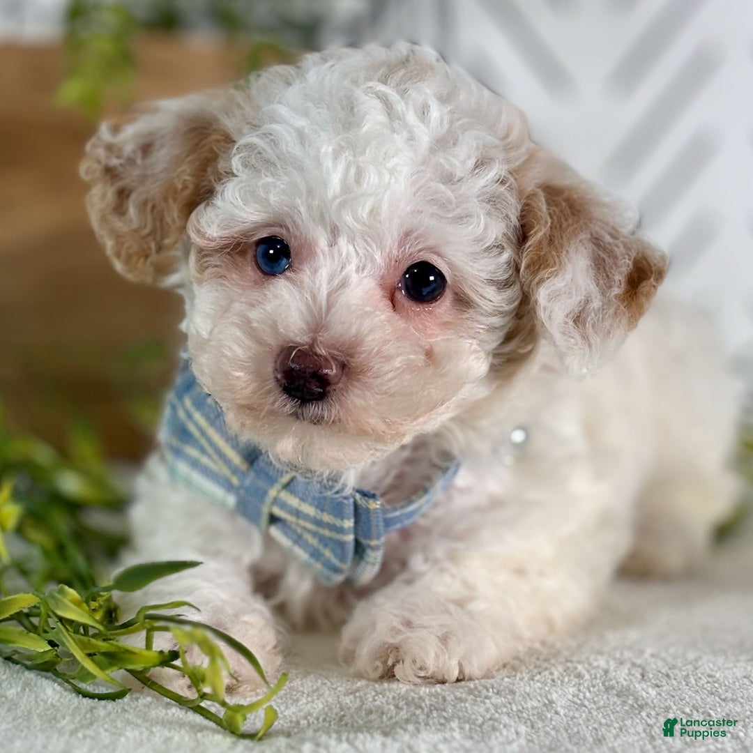 Toy Poodle dogs for sale: Blizzard - Ad 4