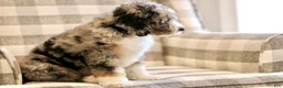 Mini Bernedoodle dogs for sale: Henry-F1b - Ad 3