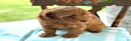 Miniature Poodle dogs for sale: Tangerine - Ad 5