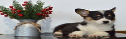 Welsh Corgi Pembroke dogs for sale: Hayley - Ad 5