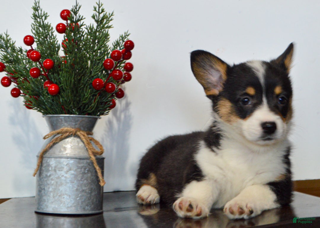 Welsh Corgi Pembroke dogs for sale: Hayley - Ad 5