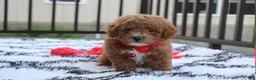 Bichpoo dogs for sale: Kirian  - Ad 14