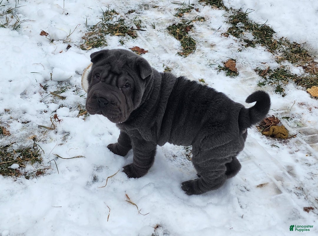 Shar Pei dogs for sale: Blue jeans blue mini - Ad 1
