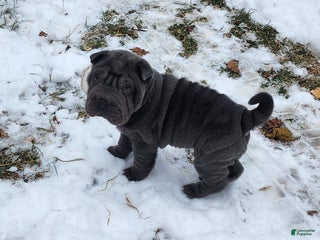 Shar Pei dogs Blue jeans blue mini - Ad 5