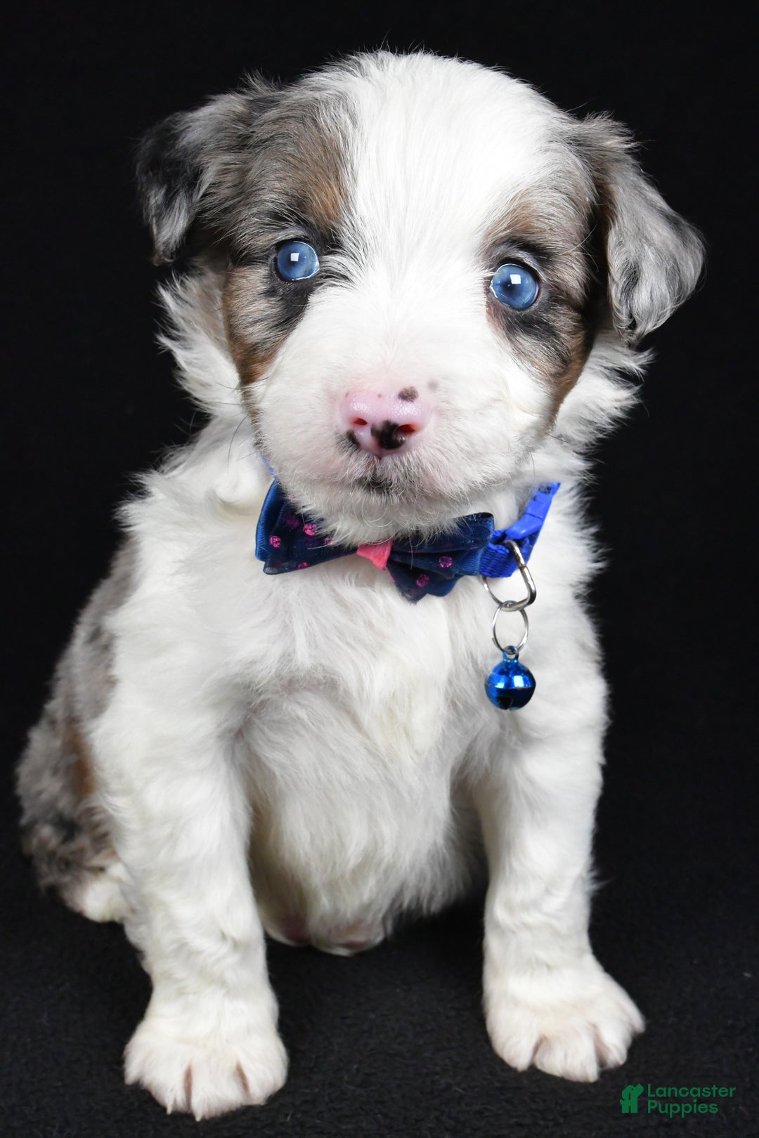 Mini Aussiedoodle dogs for sale: Sparky - Ad 7