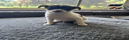 Mixed Breed dogs for sale: Tom - Ad 6