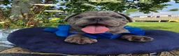 Olde English Bulldogge dogs for sale: Zuma - Ad 3