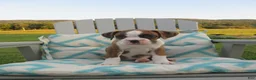 Boxer dogs for sale: Kade - Ad 8