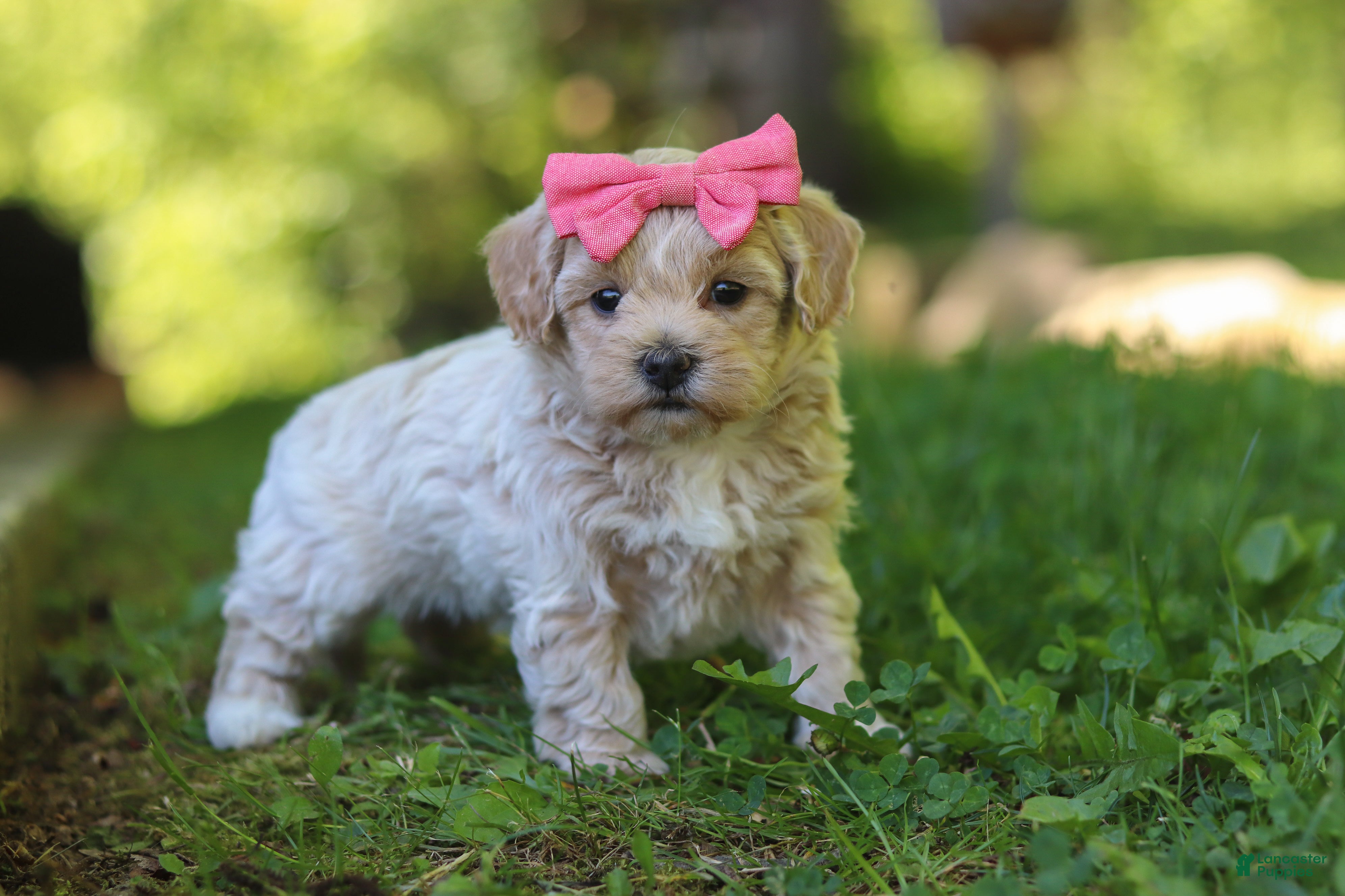 Maltipoo dogs for sale: Sage - Ad 1