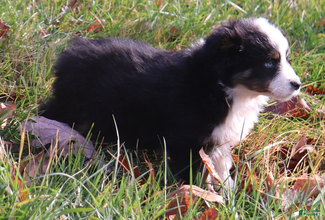 Miniature Australian Shepherd dogs Black Tri Male - Ad 2