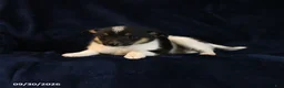 Mixed Breed dogs for sale: Sadie - Ad 4
