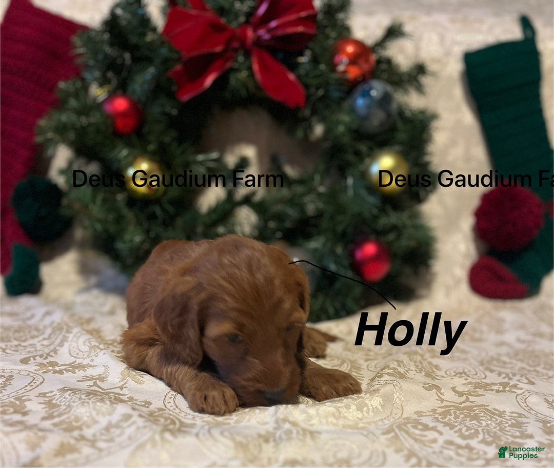 Irish Doodle dogs for sale: Holly - Ad 4