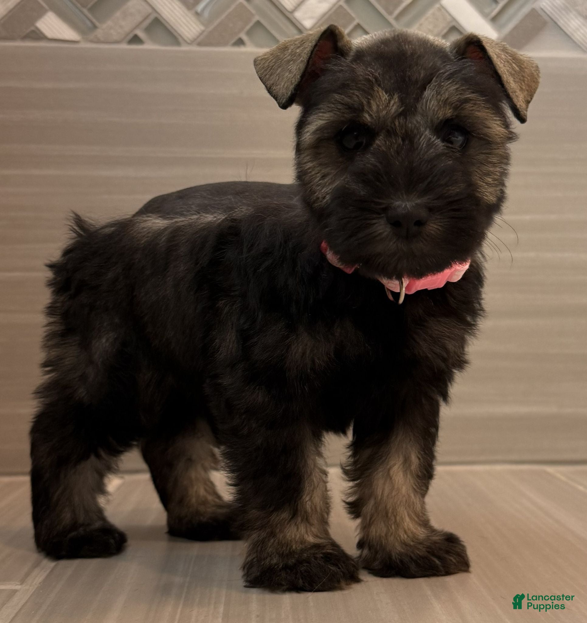 Miniature Schnauzer dogs Jessie - Ad 1