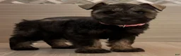 Miniature Schnauzer dogs for sale: Jessie - Ad 1