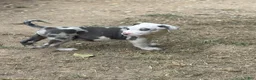 American Bully dogs for sale: Tyson - Ad 4