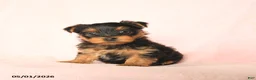 Yorkshire Terrier dogs for sale: Bella   - Ad 2