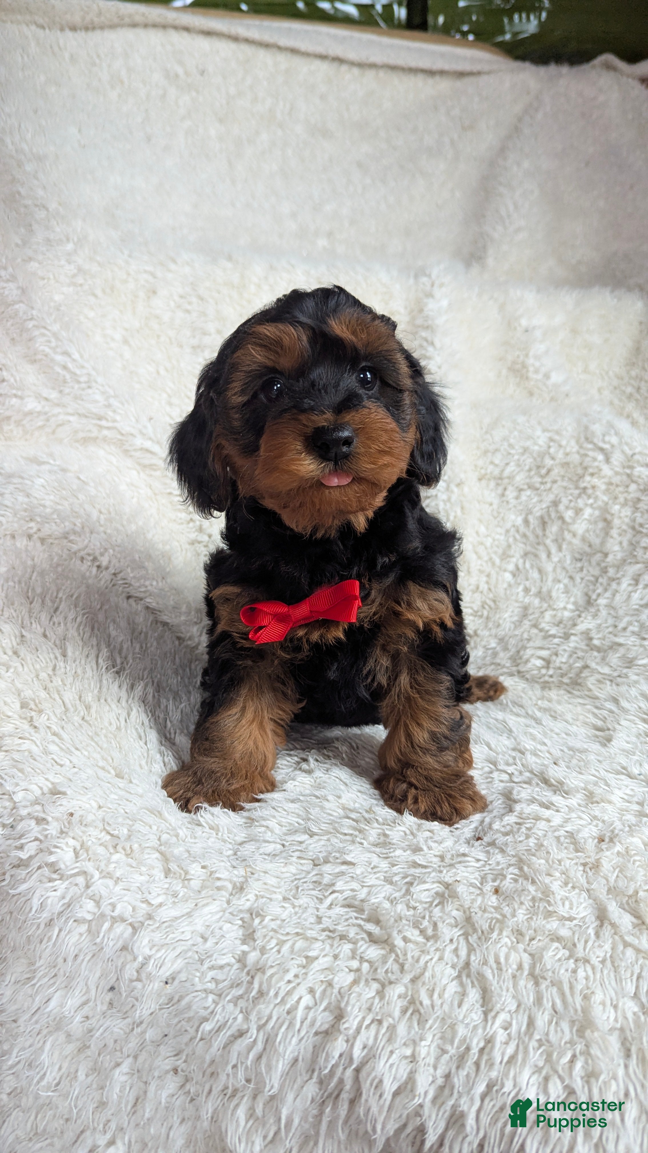 Yorkiepoo dogs Apollo - Ad 1